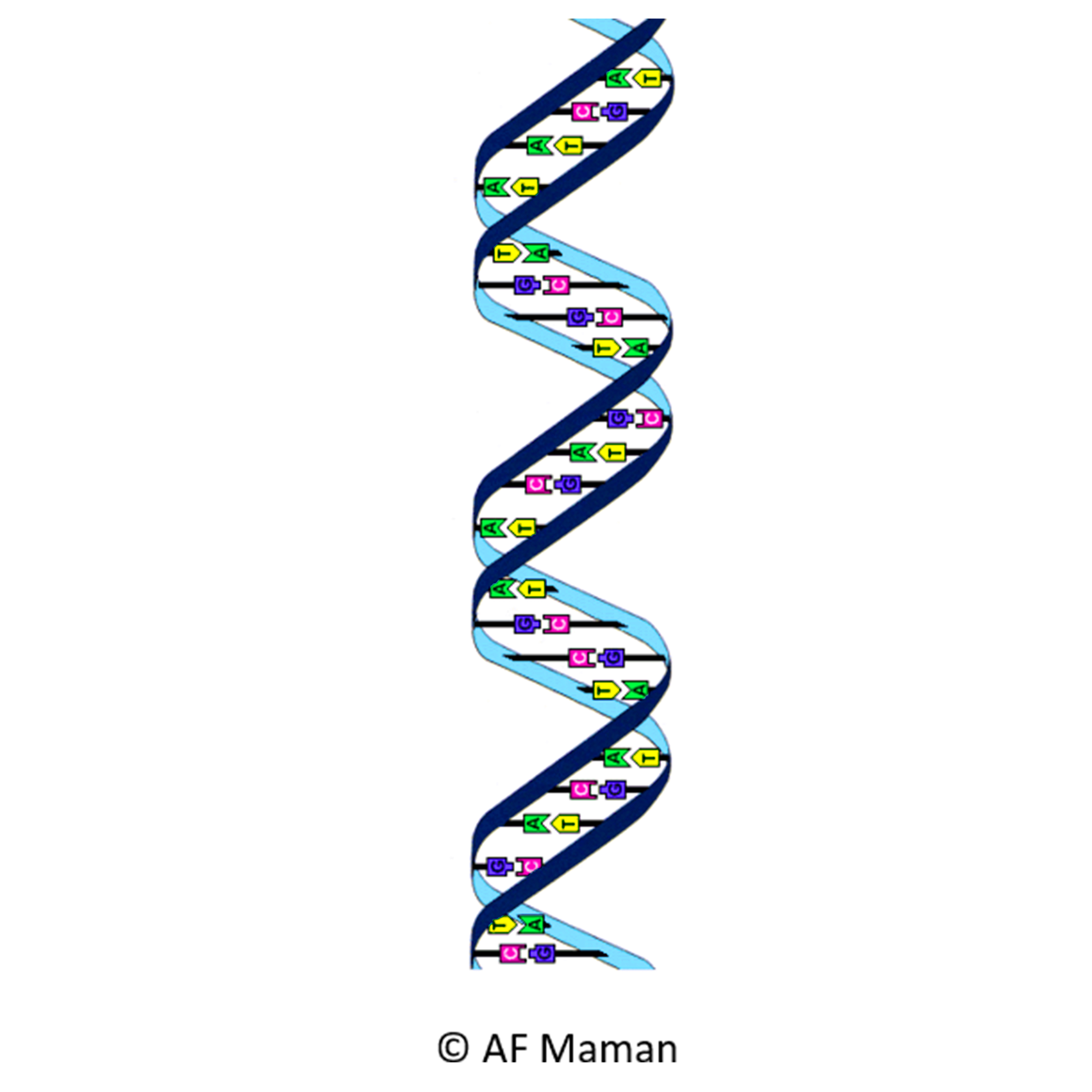 SémioConsult DNA